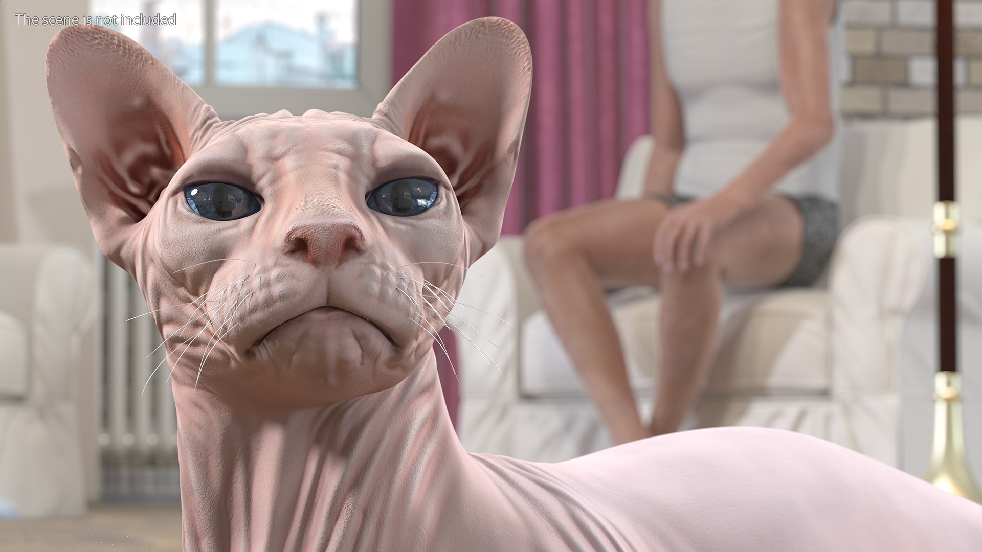 3D Cream Sphynx Cat Rigged model