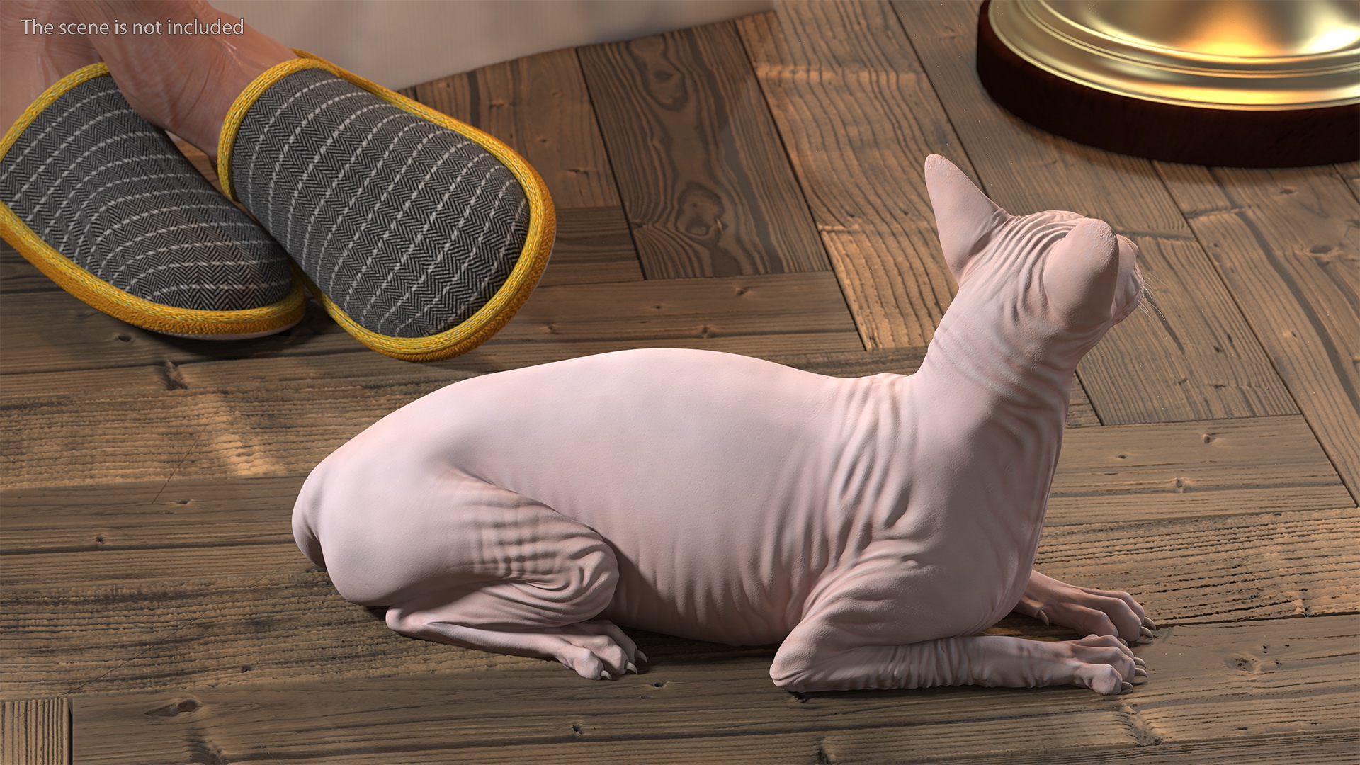 3D Cream Sphynx Cat Rigged model