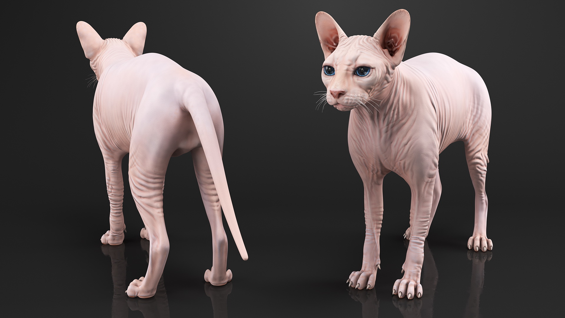 3D Cream Sphynx Cat Rigged model