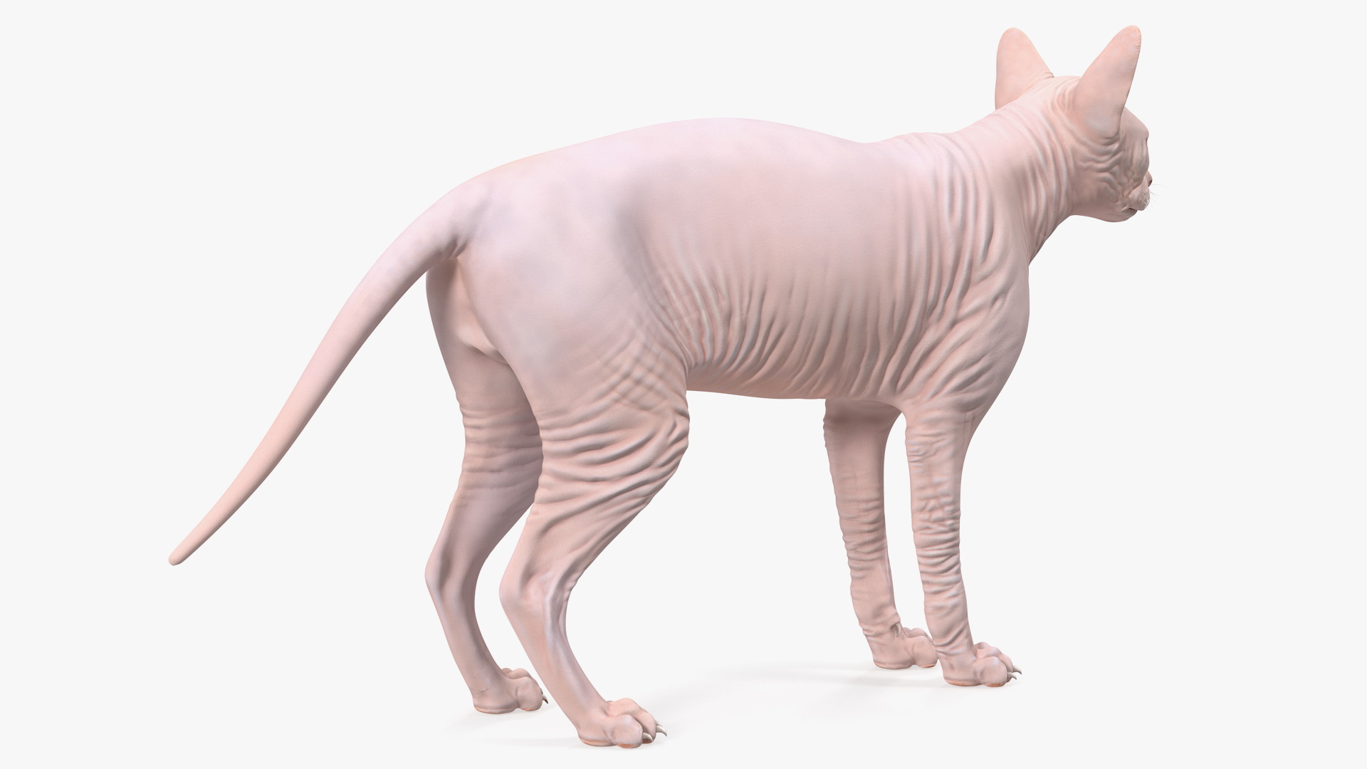 3D Cream Sphynx Cat Rigged model