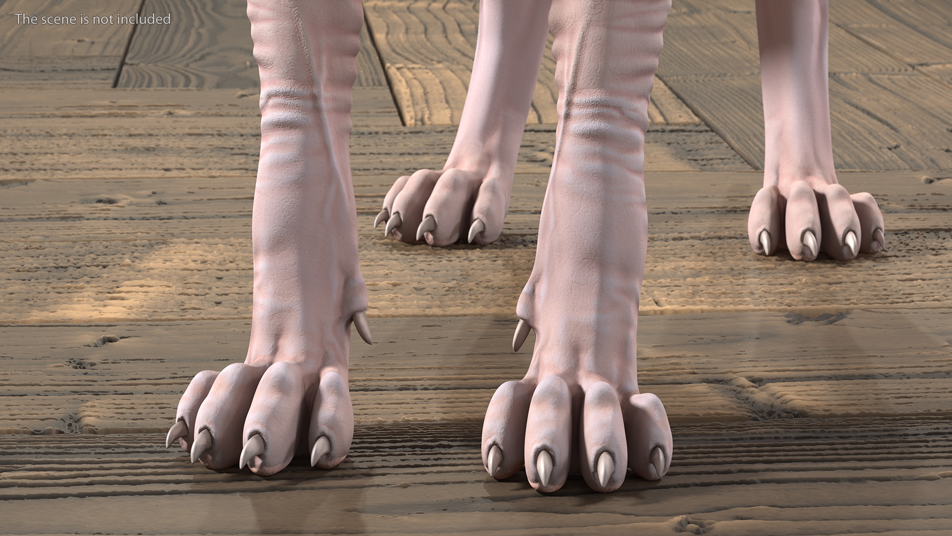 3D Cream Sphynx Cat Rigged model