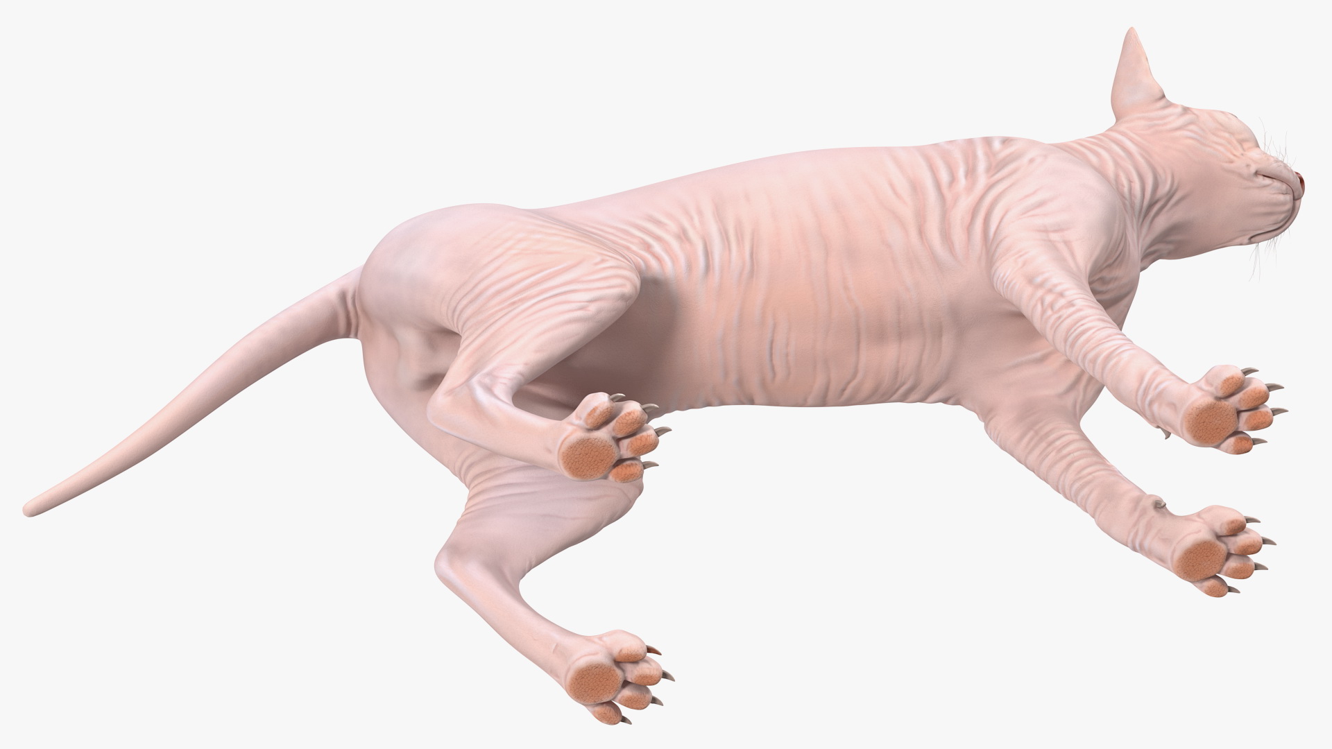 3D Cream Sphynx Cat Rigged model