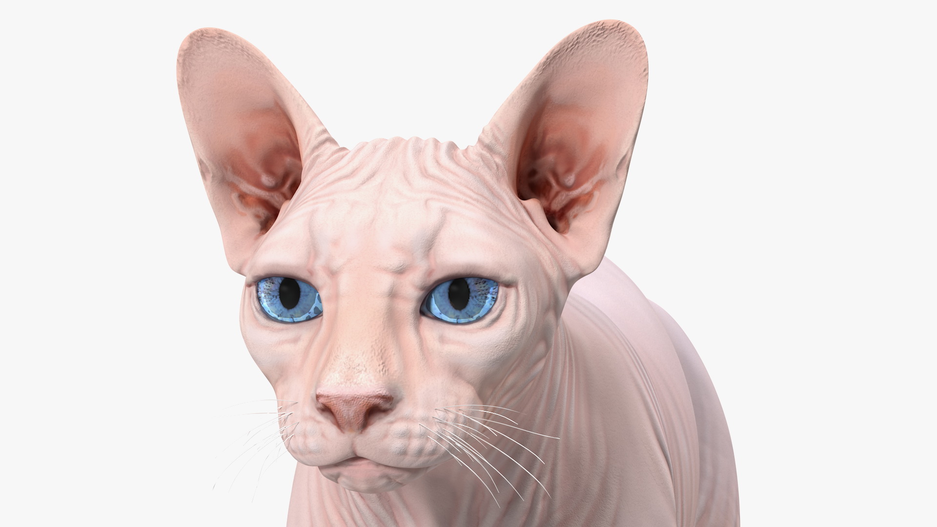 3D Cream Sphynx Cat Rigged model