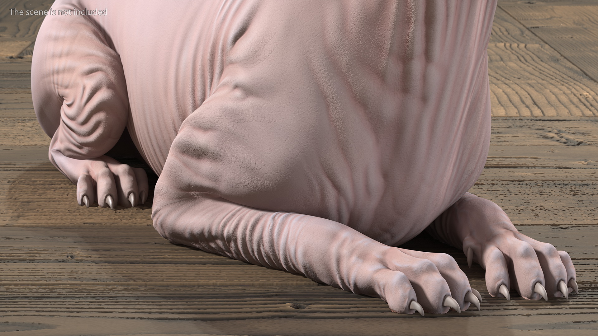 3D Cream Sphynx Cat Rigged model