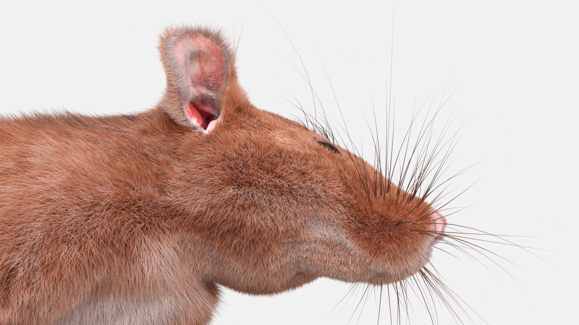 Lifelike Rodent Rat 3D model