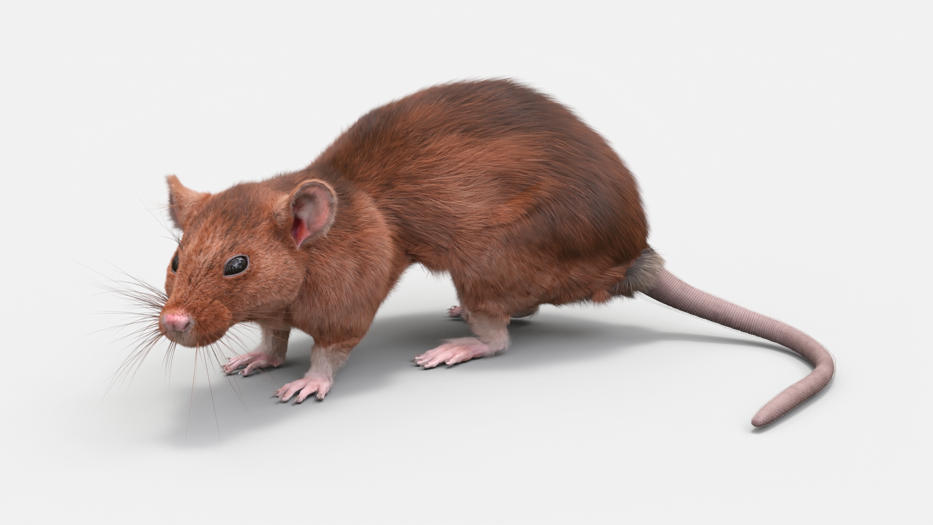 Lifelike Rodent Rat 3D model