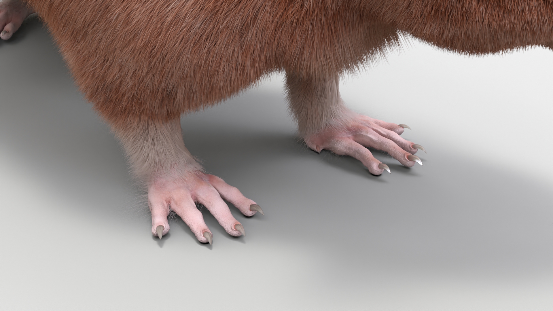 Lifelike Rodent Rat 3D model