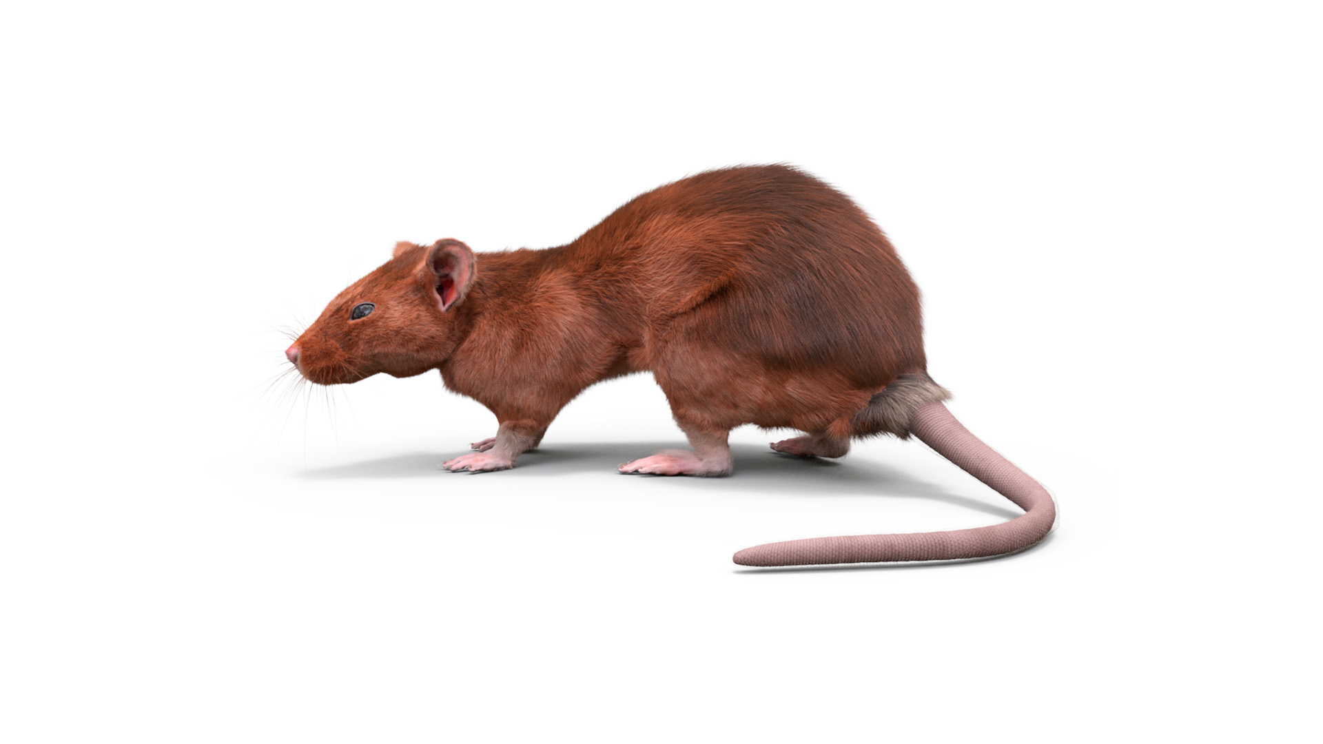 Lifelike Rodent Rat 3D model