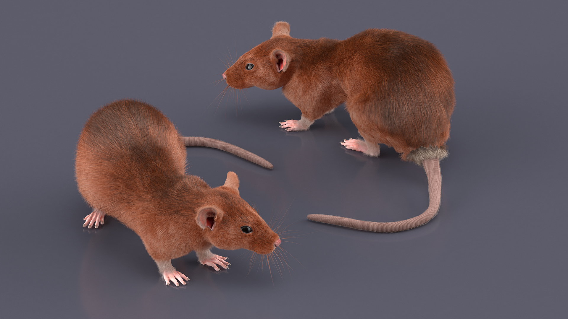 Lifelike Rodent Rat 3D model