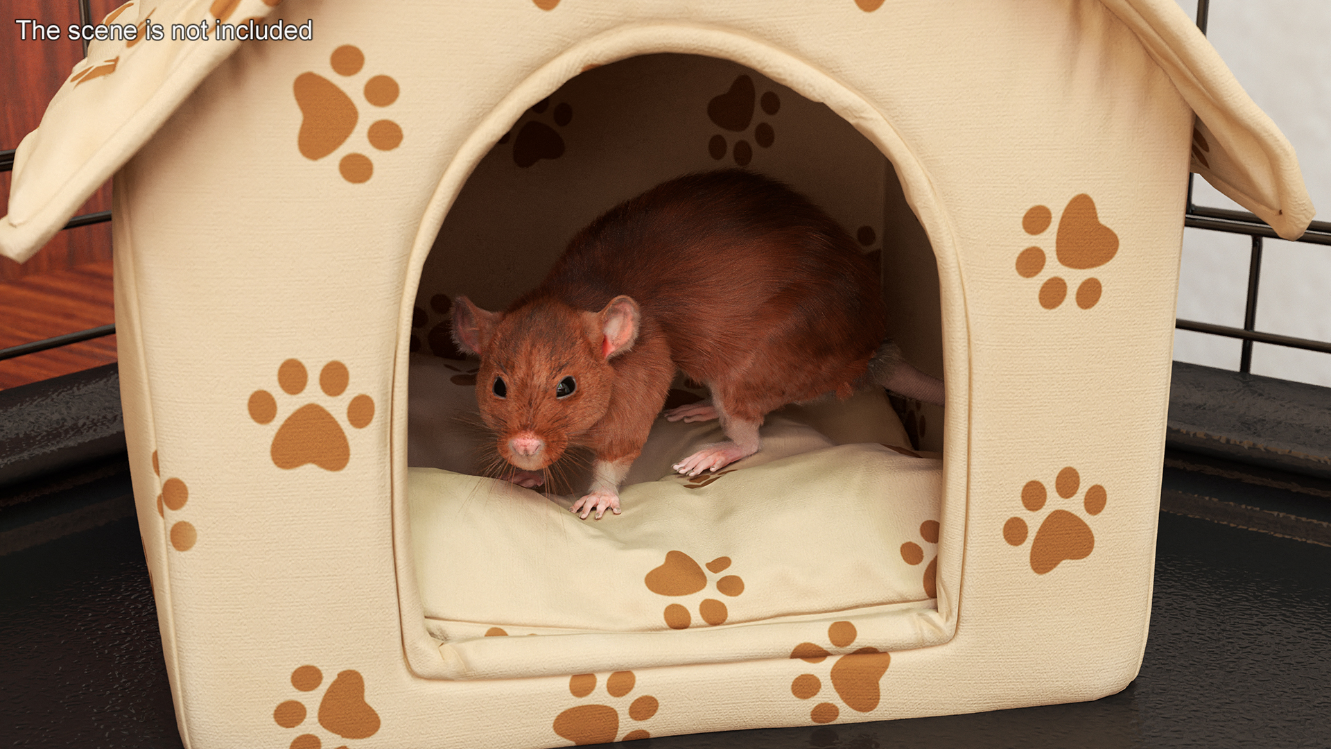 Lifelike Rodent Rat 3D model