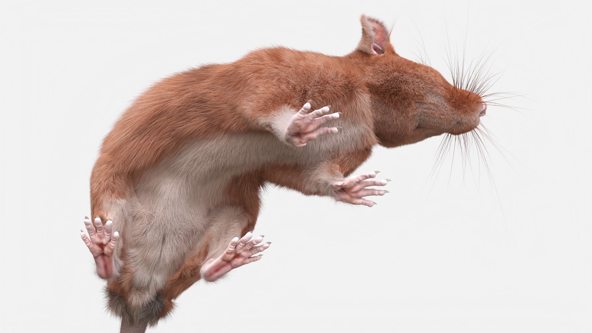 Lifelike Rodent Rat 3D model