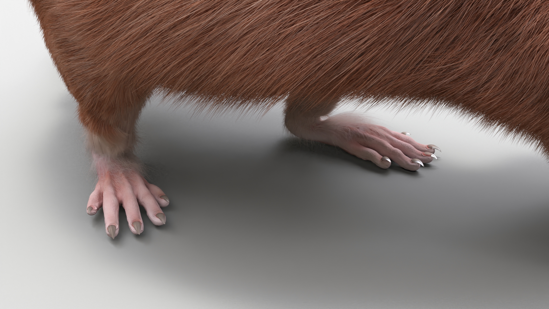 Lifelike Rodent Rat 3D model