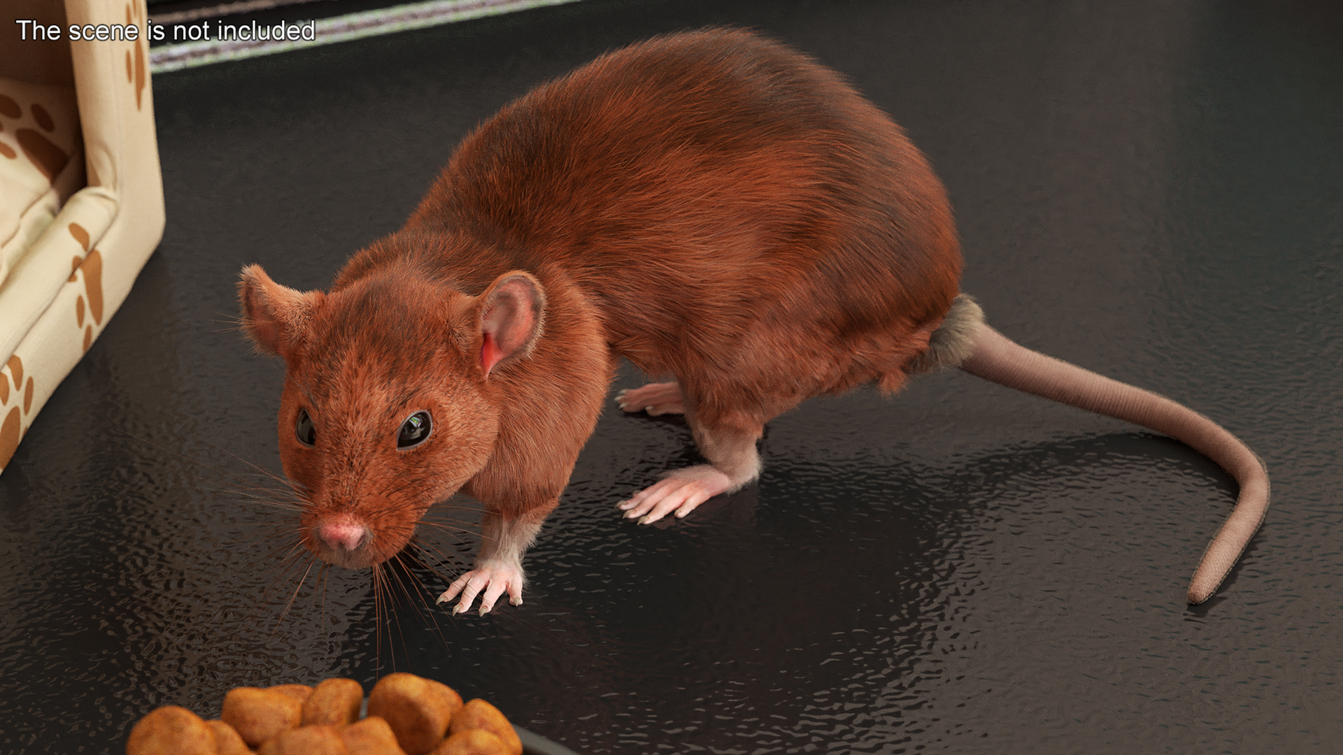 Lifelike Rodent Rat 3D model