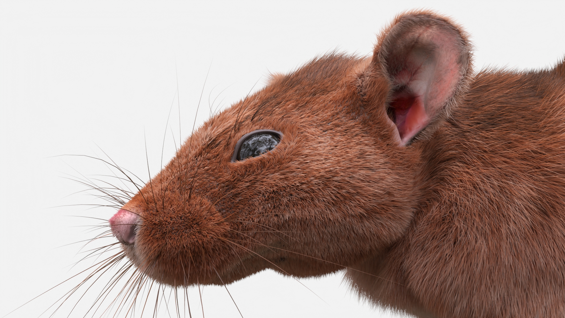 Lifelike Rodent Rat 3D model