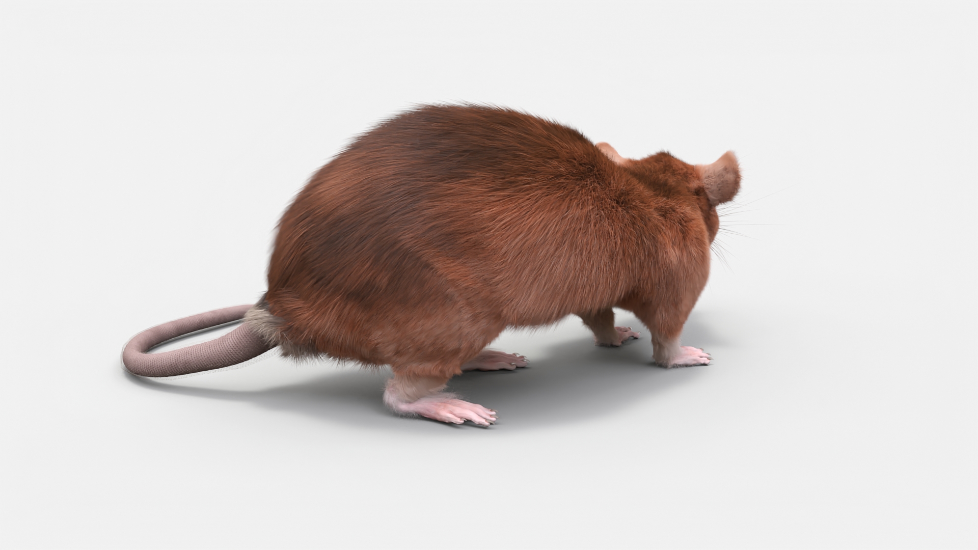 Lifelike Rodent Rat 3D model