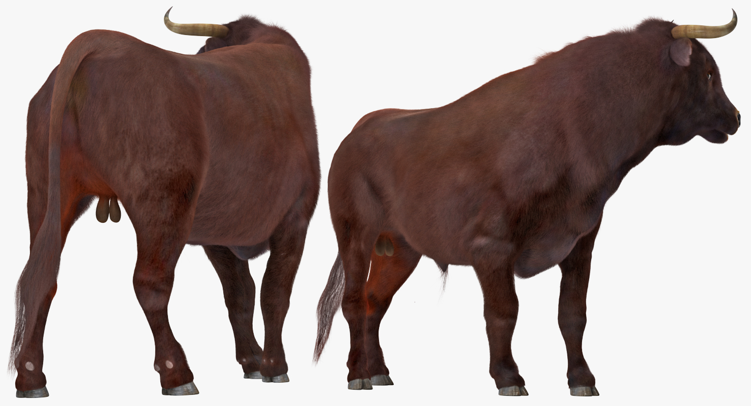 3D model Bull Rigged with Fur