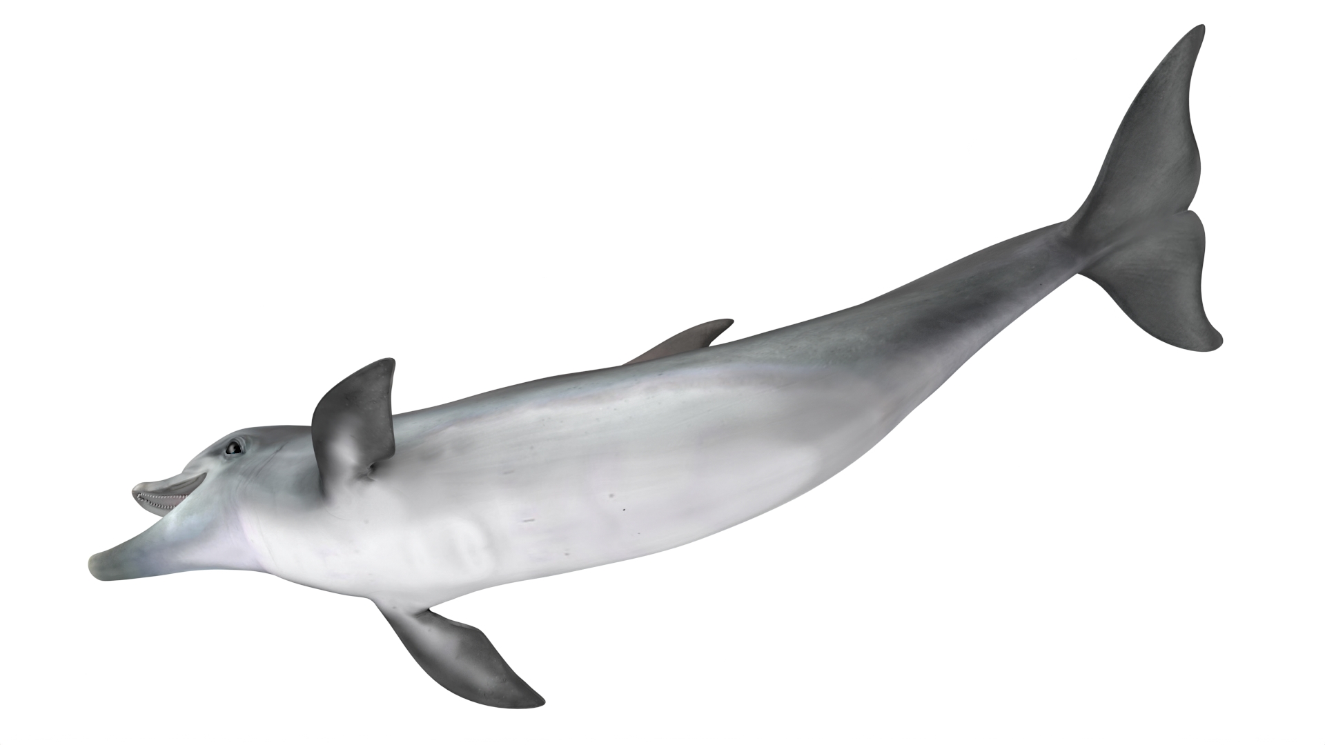 3D model Common Bottlenose Dolphin