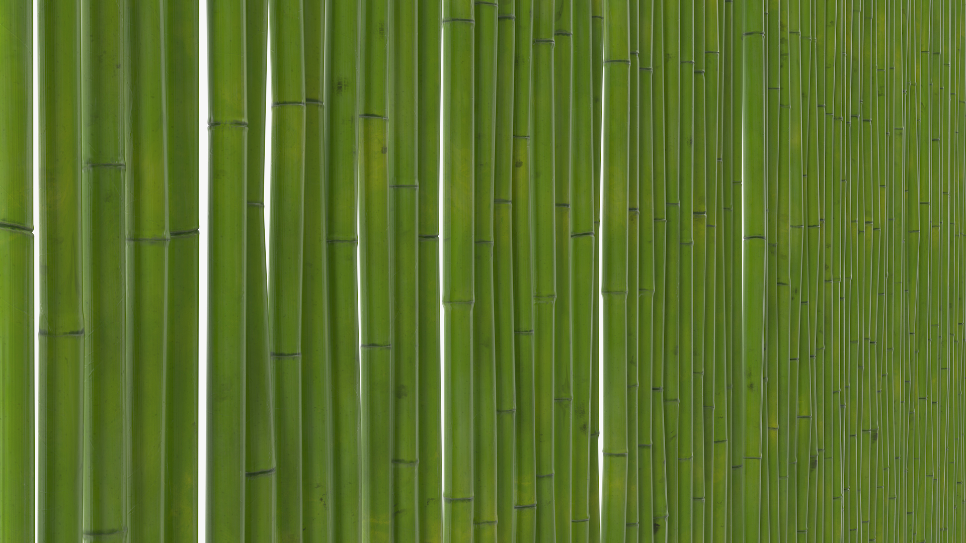 3D Natural Bamboo Fence Green