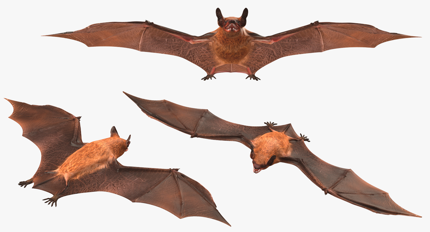 Bat 3D model