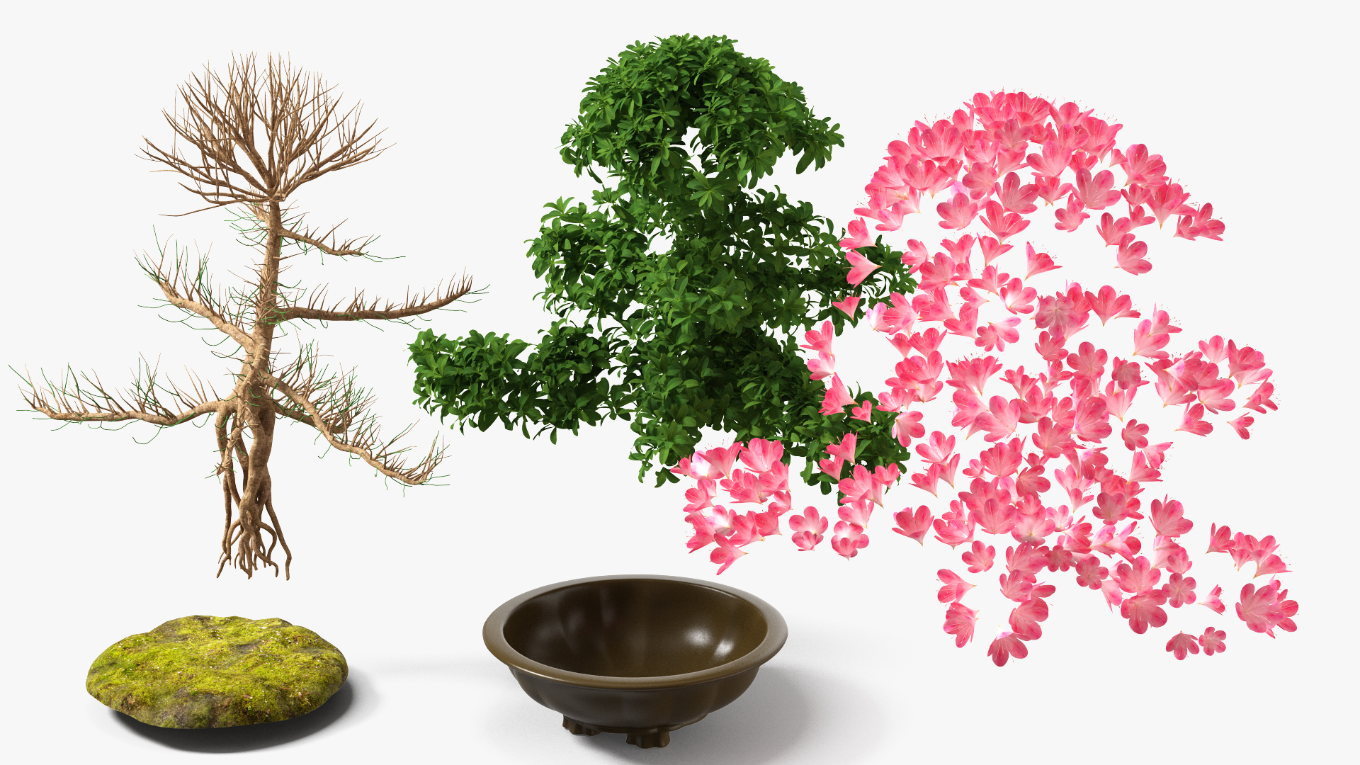 Small Bonsai Tree with Flowers in Pot 3D