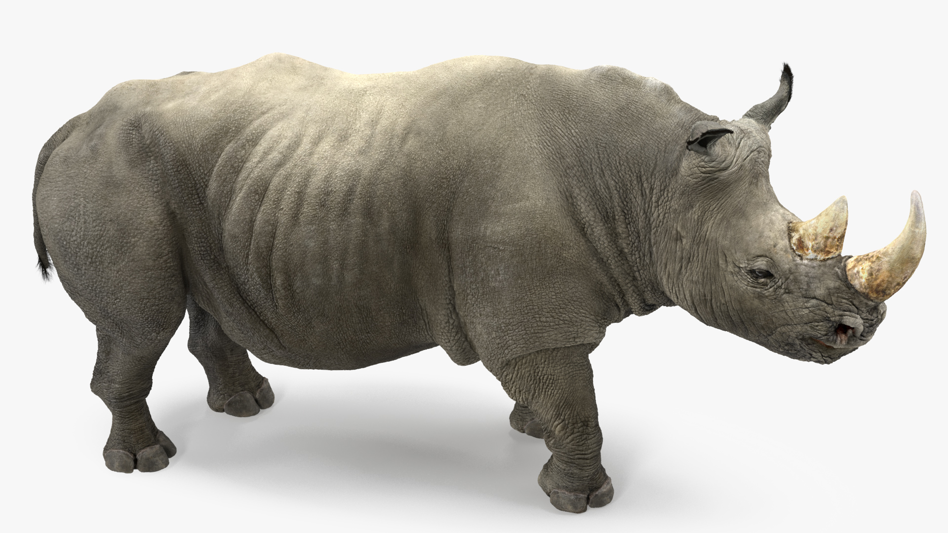 Rhino Adult Standing Pose Fur 3D model