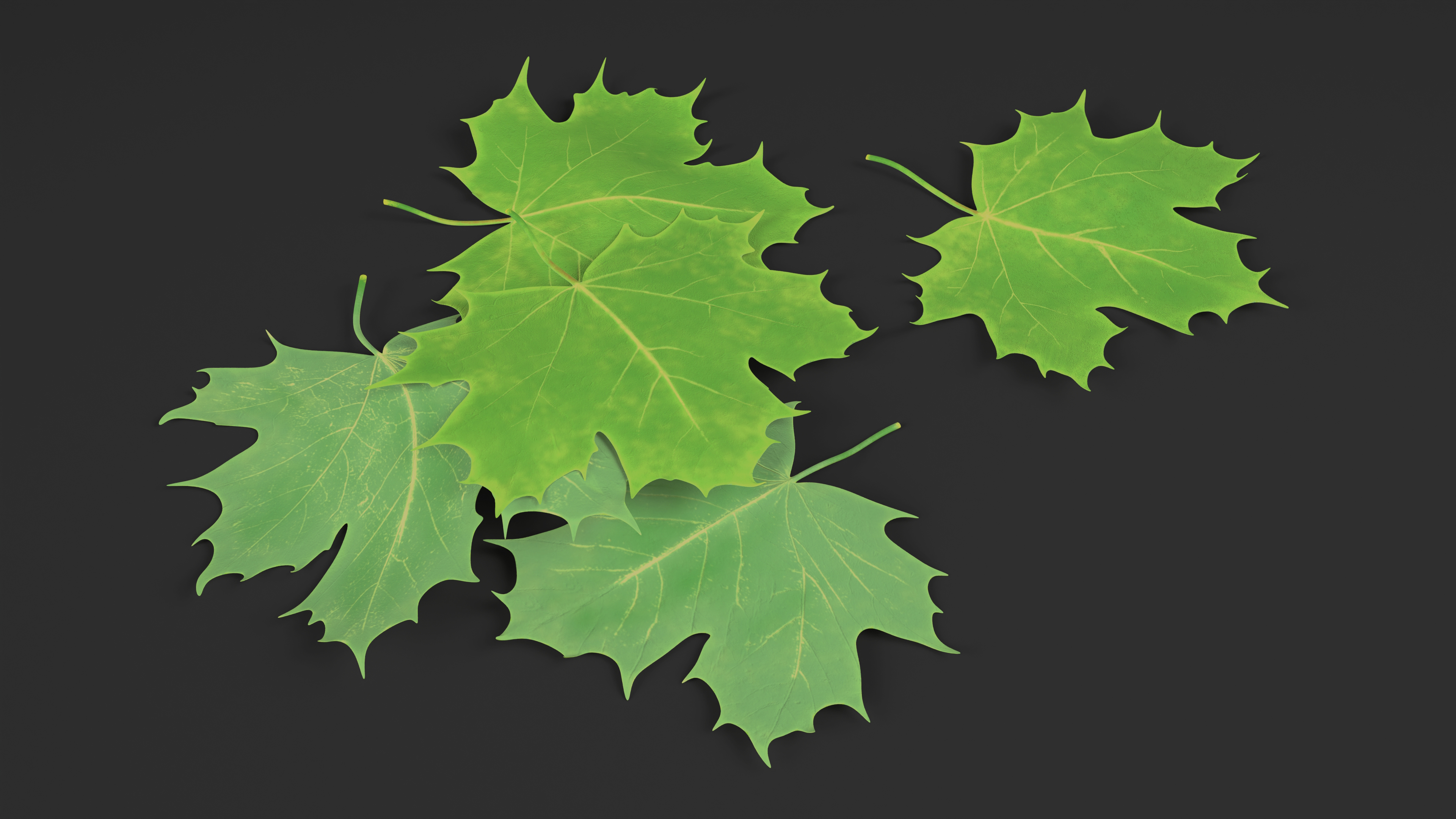 3D Green Maple Leaves model