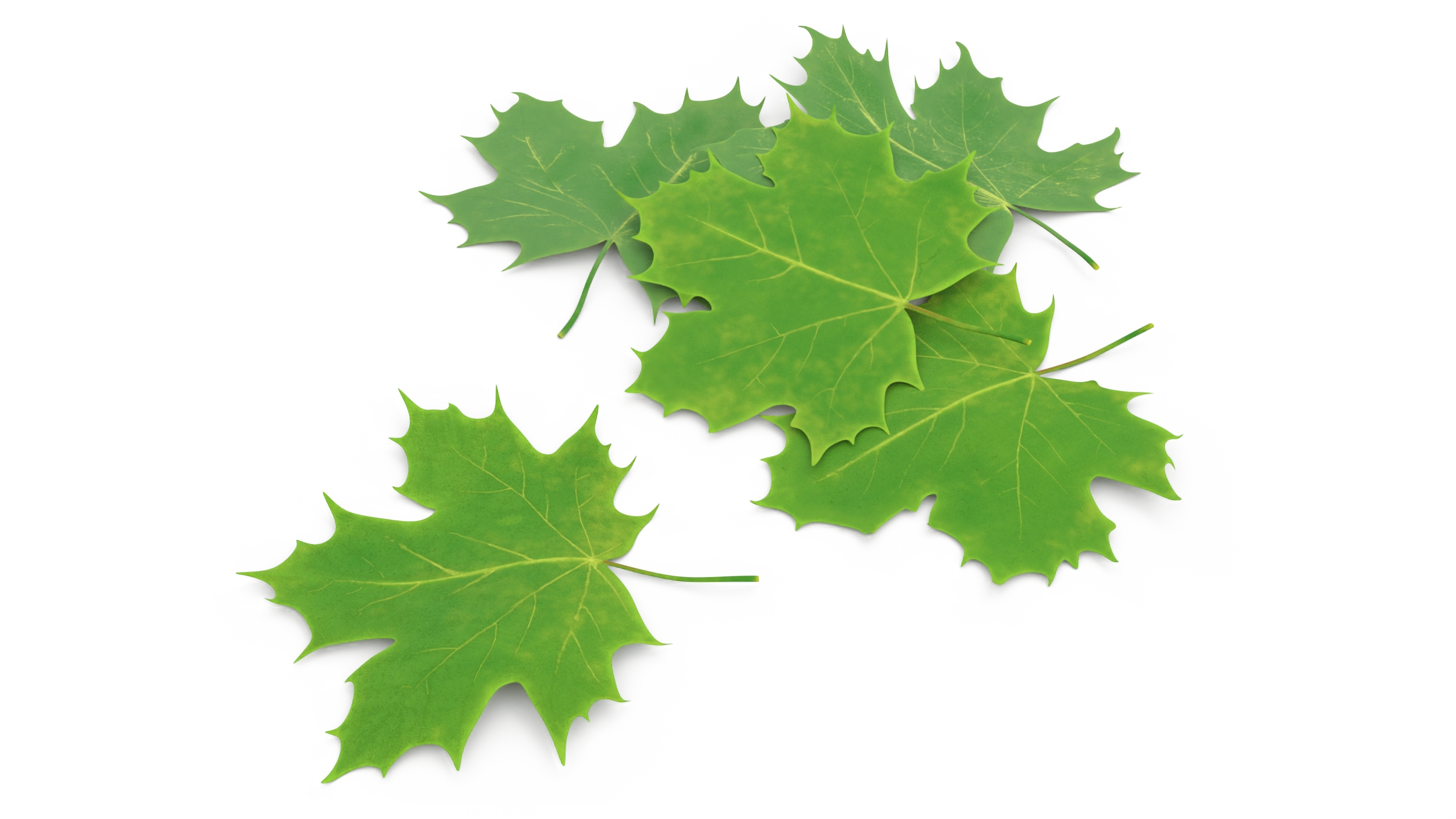 3D Green Maple Leaves model