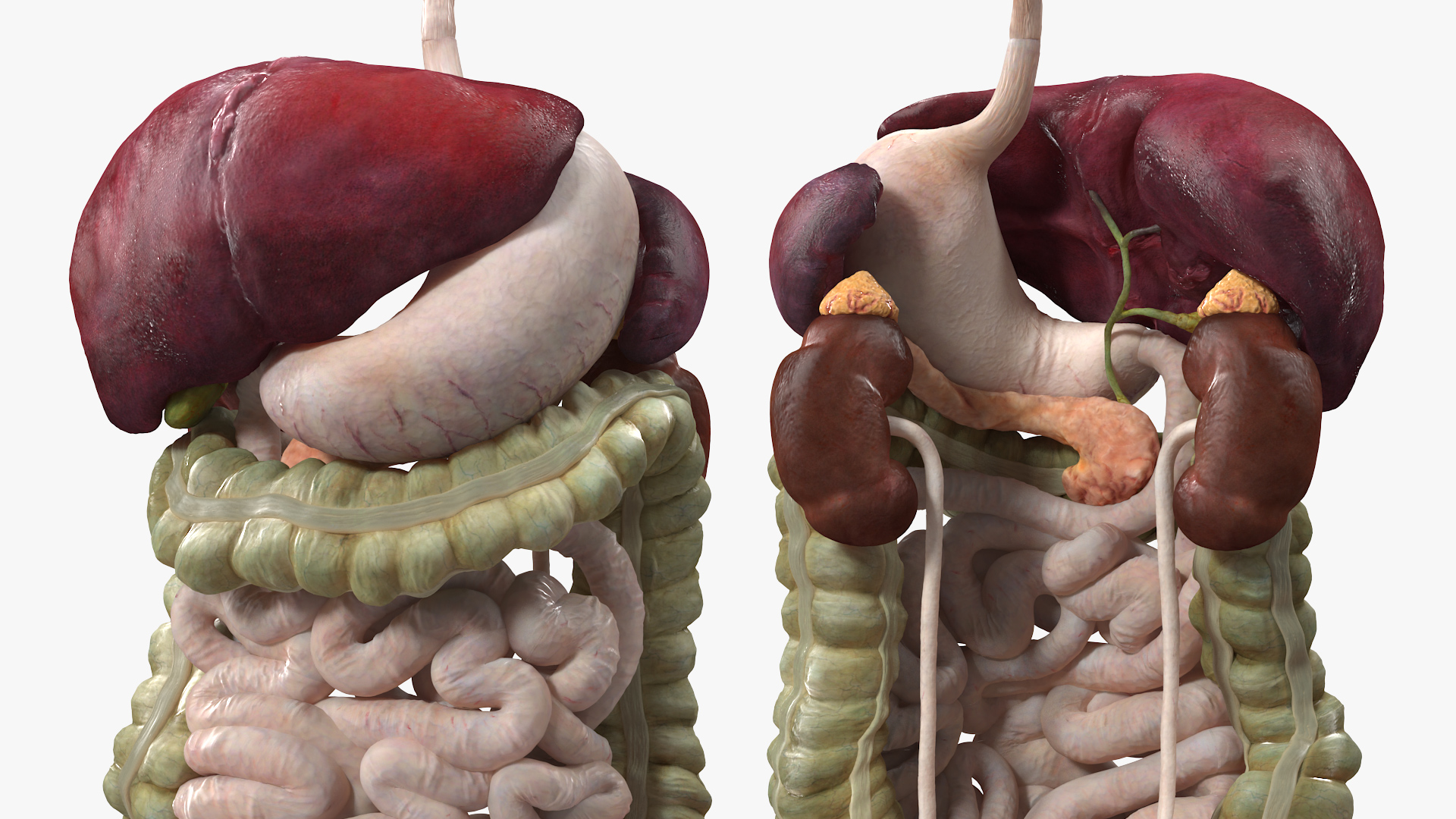 3D Female Anatomy Digestive System