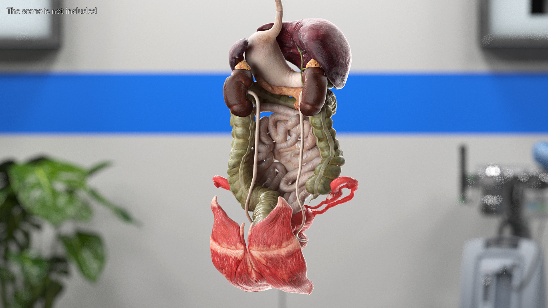 3D Female Anatomy Digestive System