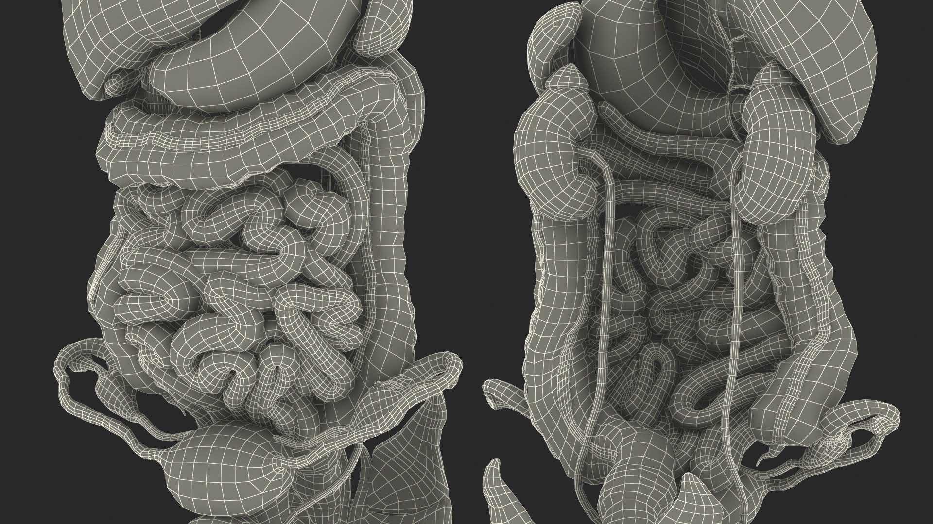 3D Female Anatomy Digestive System