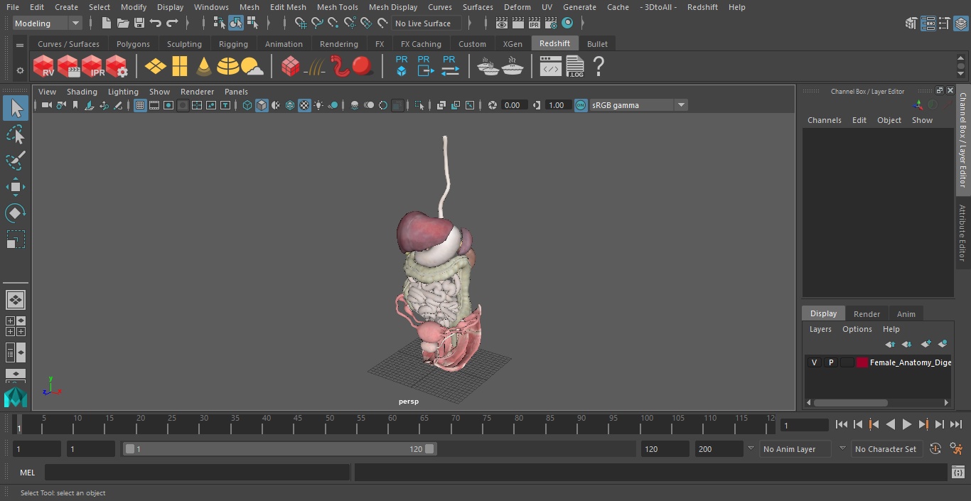 3D Female Anatomy Digestive System