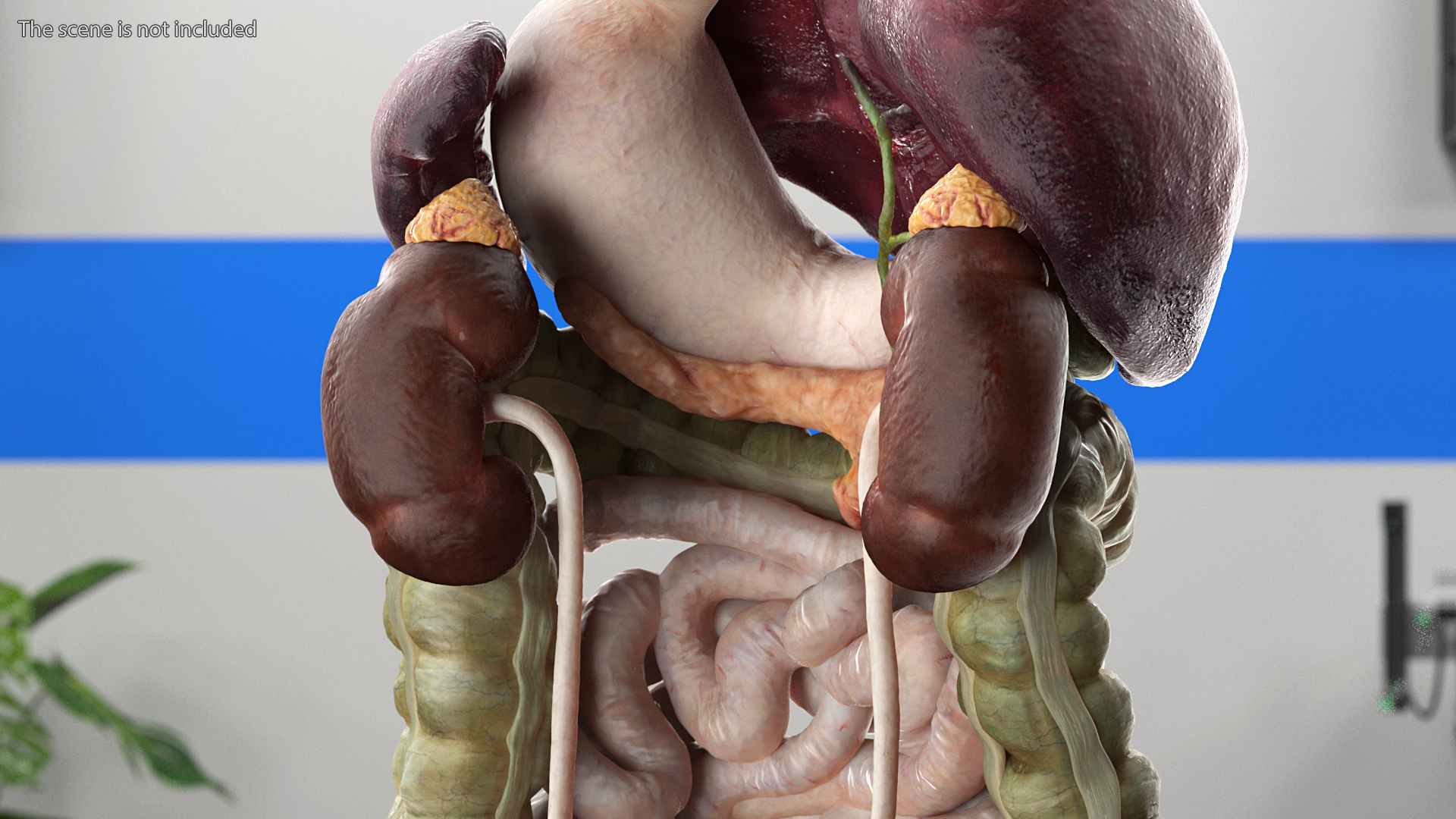 3D Female Anatomy Digestive System