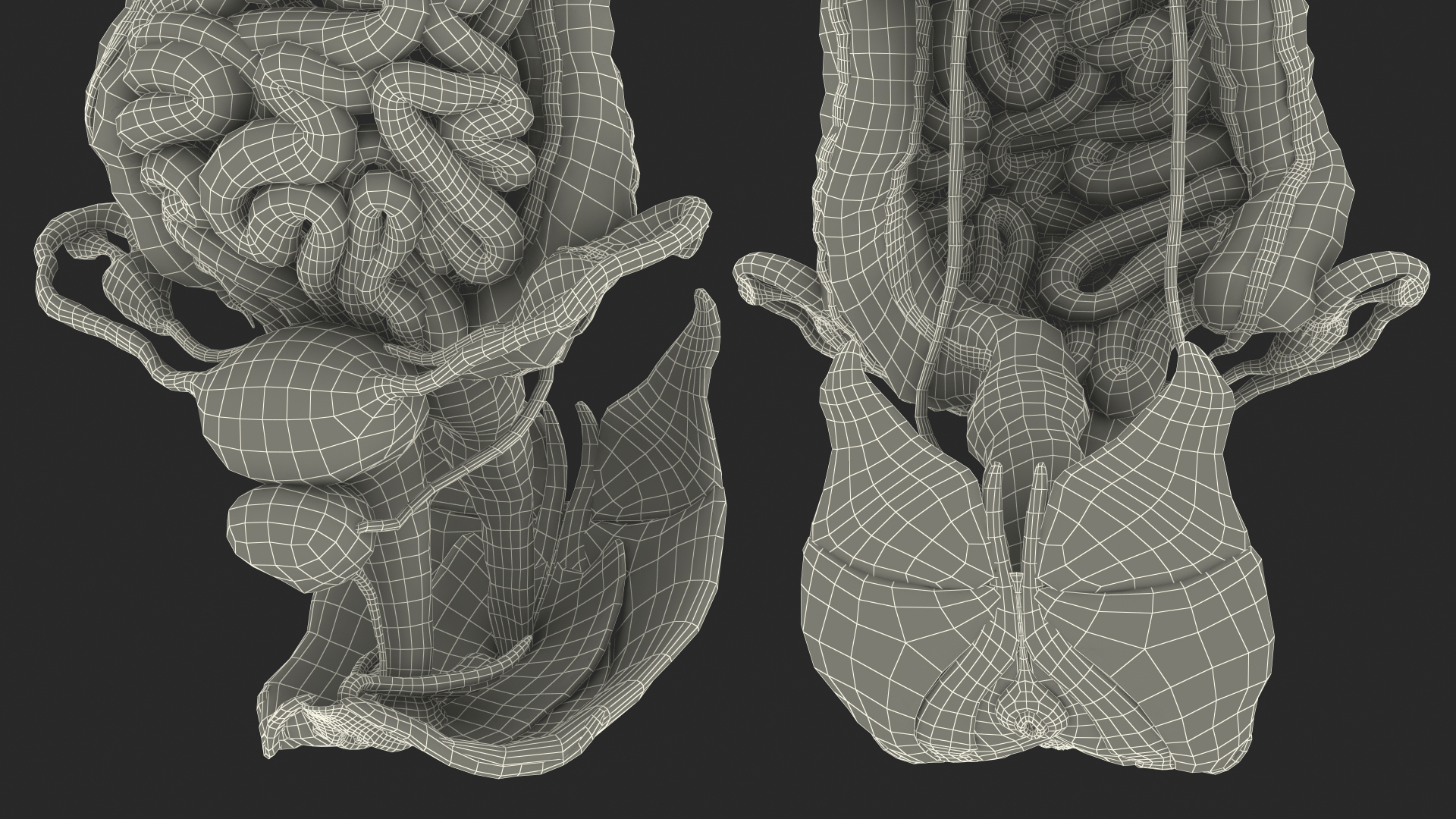 3D Female Anatomy Digestive System