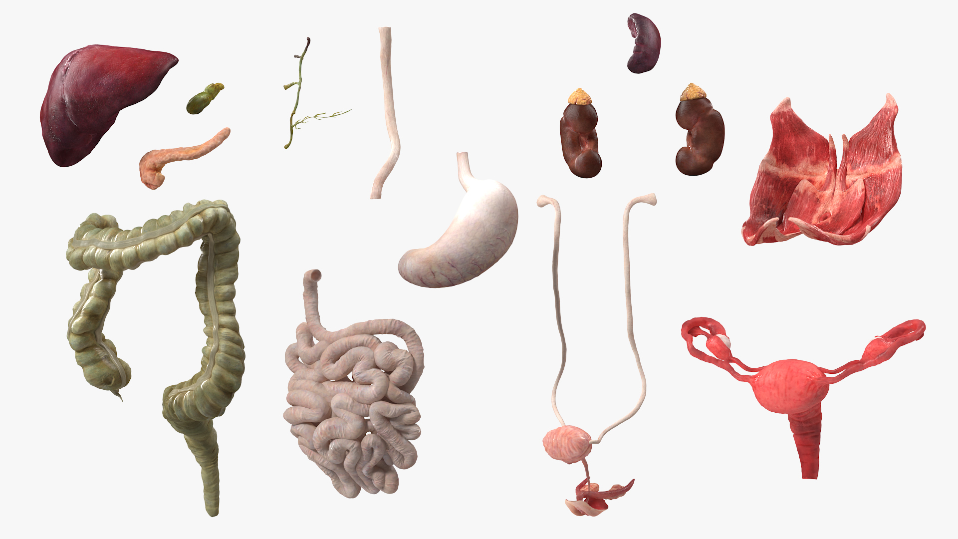 3D Female Anatomy Digestive System