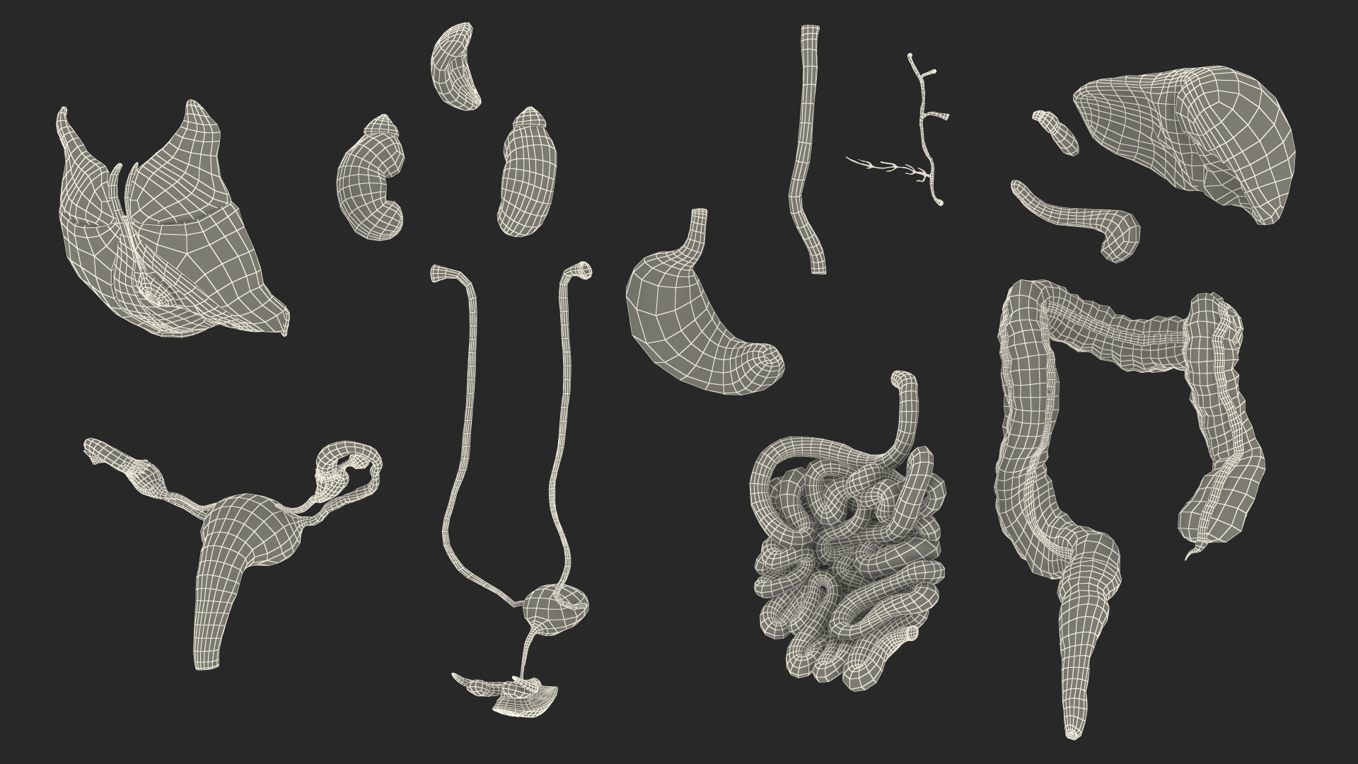 3D Female Anatomy Digestive System