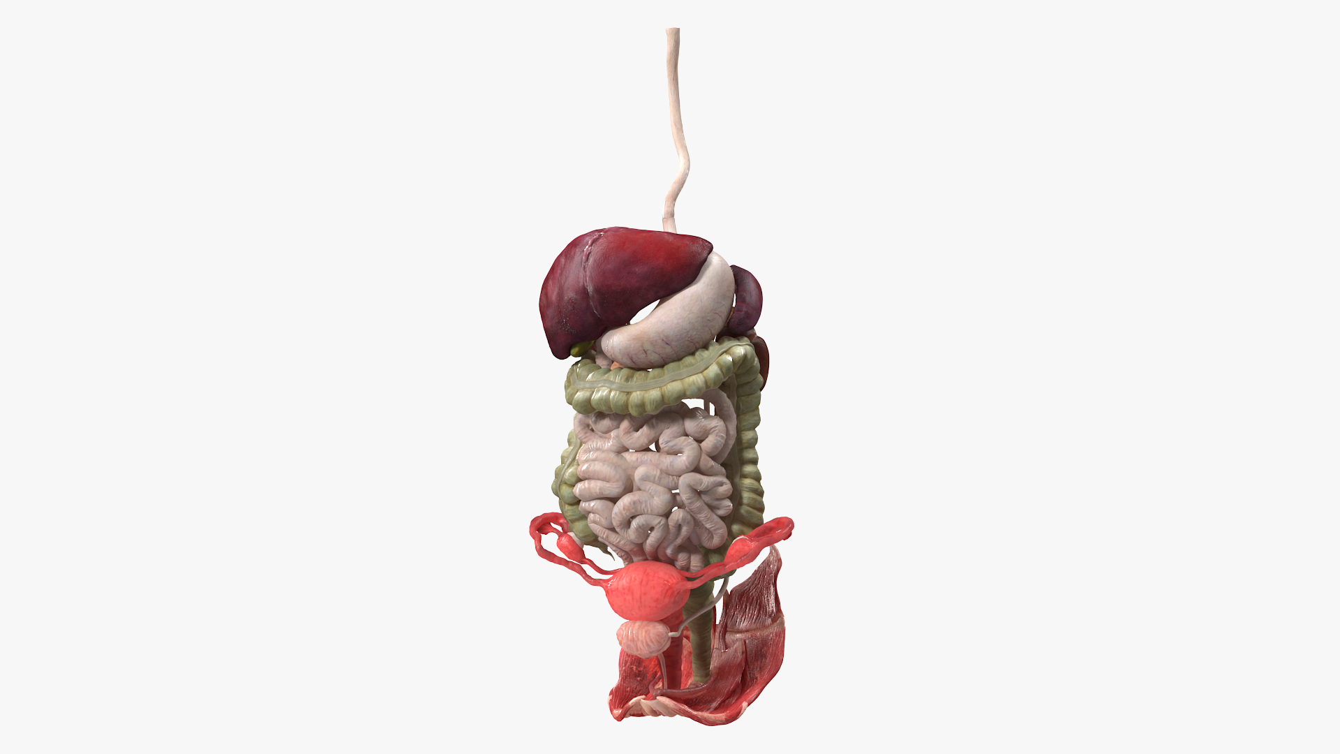 3D Female Anatomy Digestive System