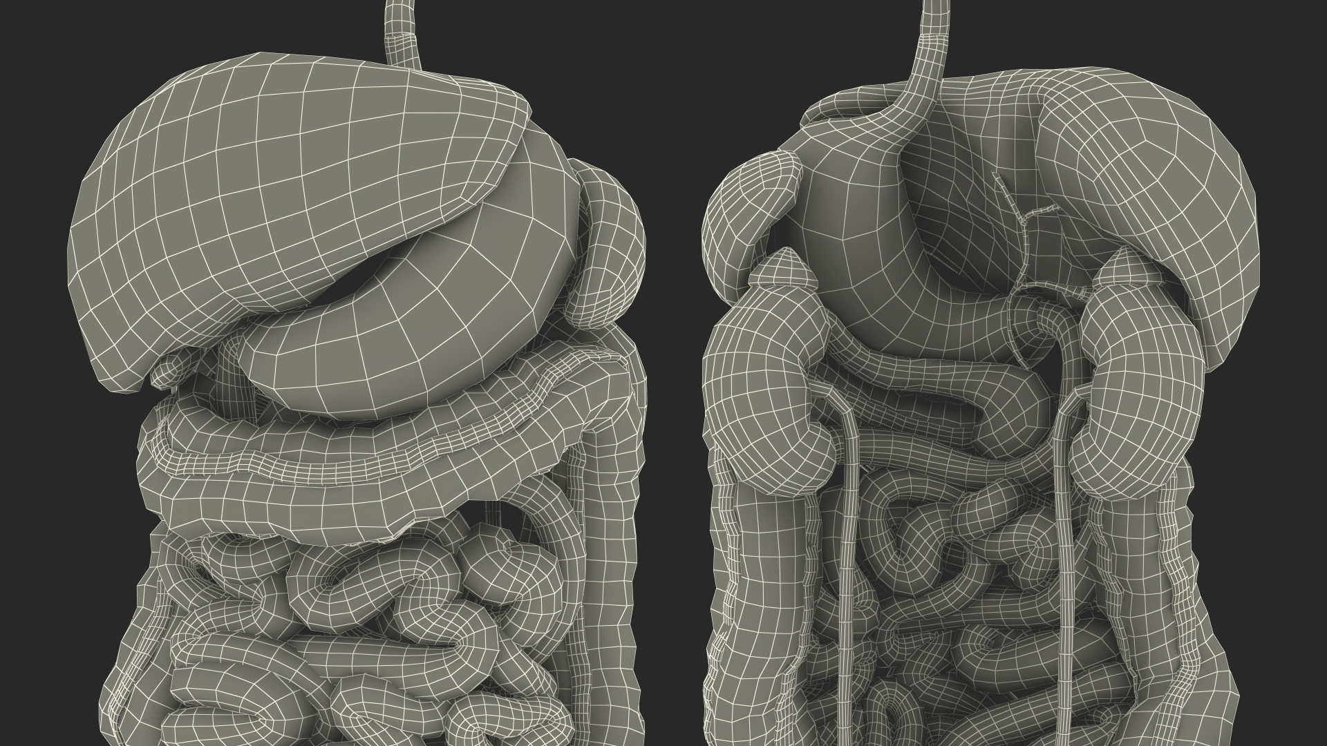 3D Female Anatomy Digestive System