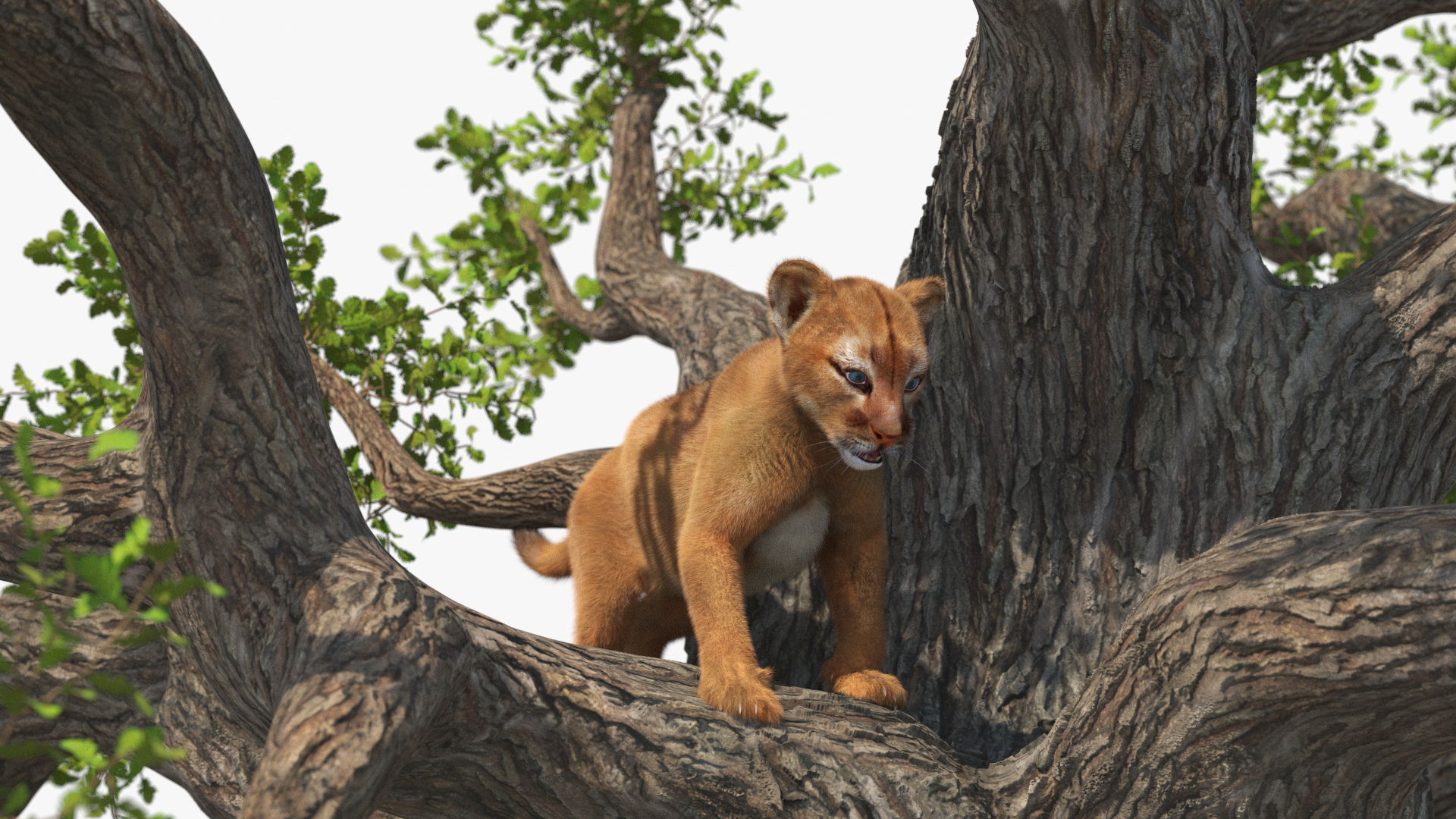 3D Puma Cub on Ancient Twisted Tree Fur