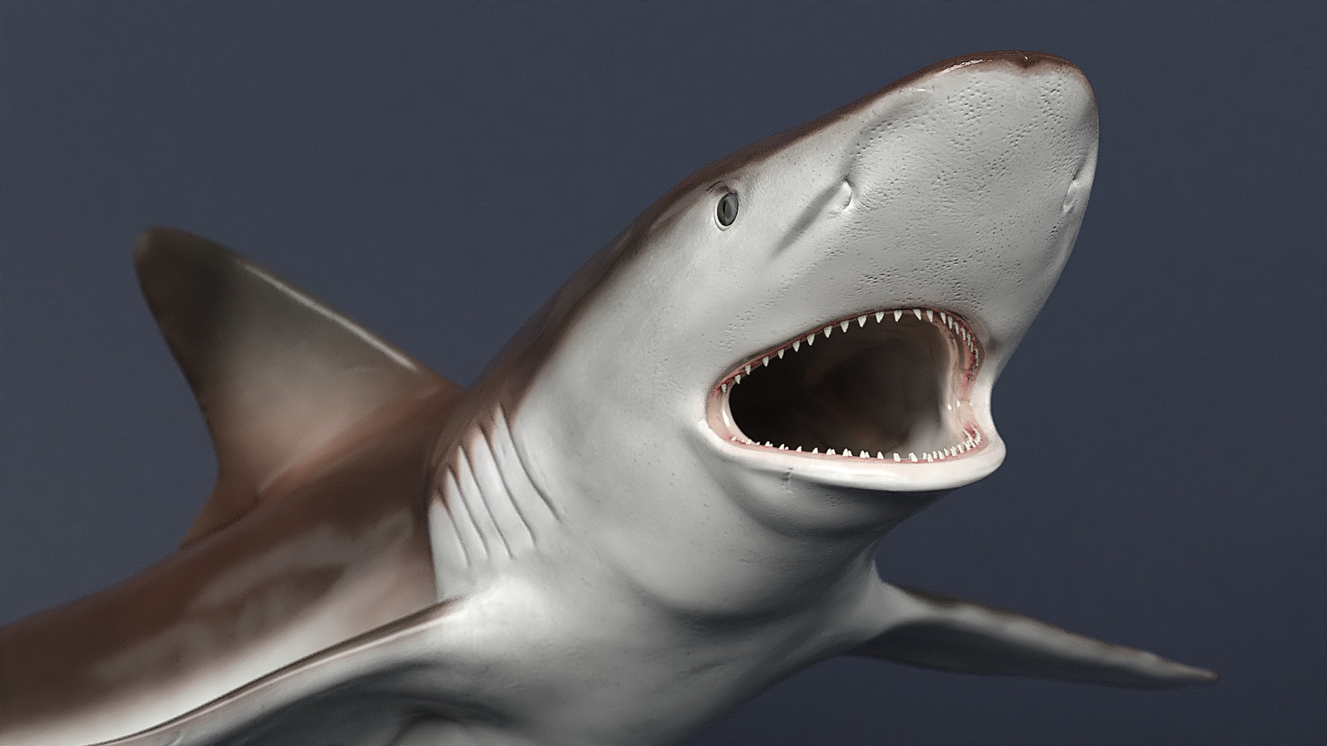 Realistic Whaler Shark Rigged 3D model