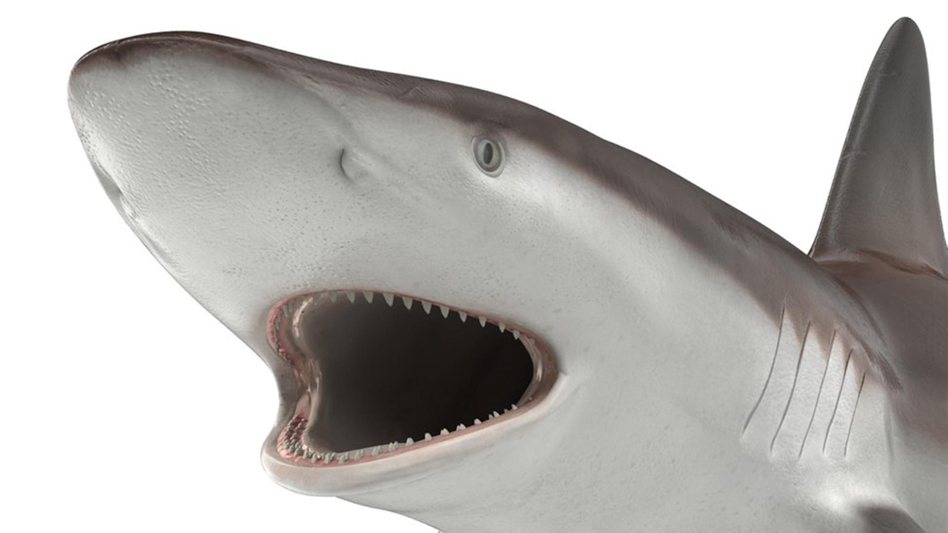 Realistic Whaler Shark Rigged 3D model