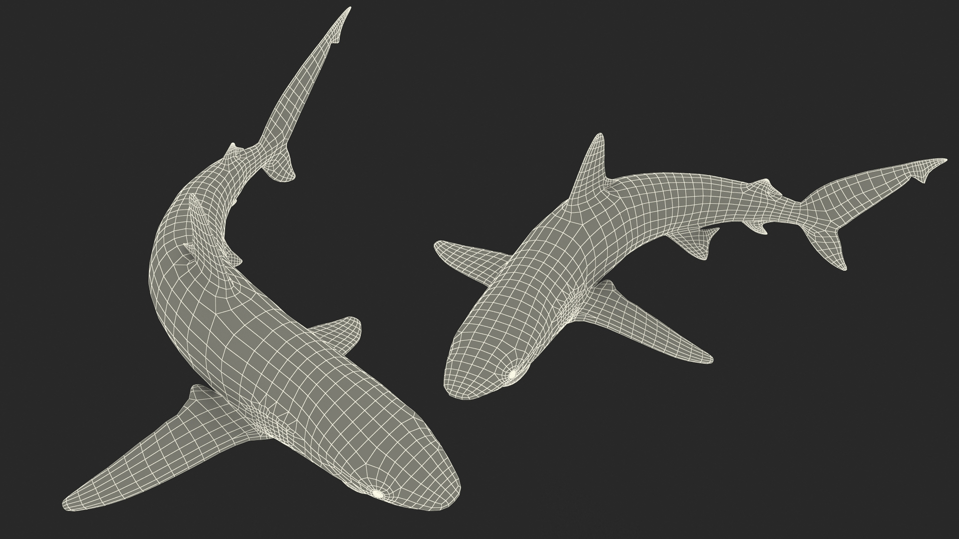 Realistic Whaler Shark Rigged 3D model