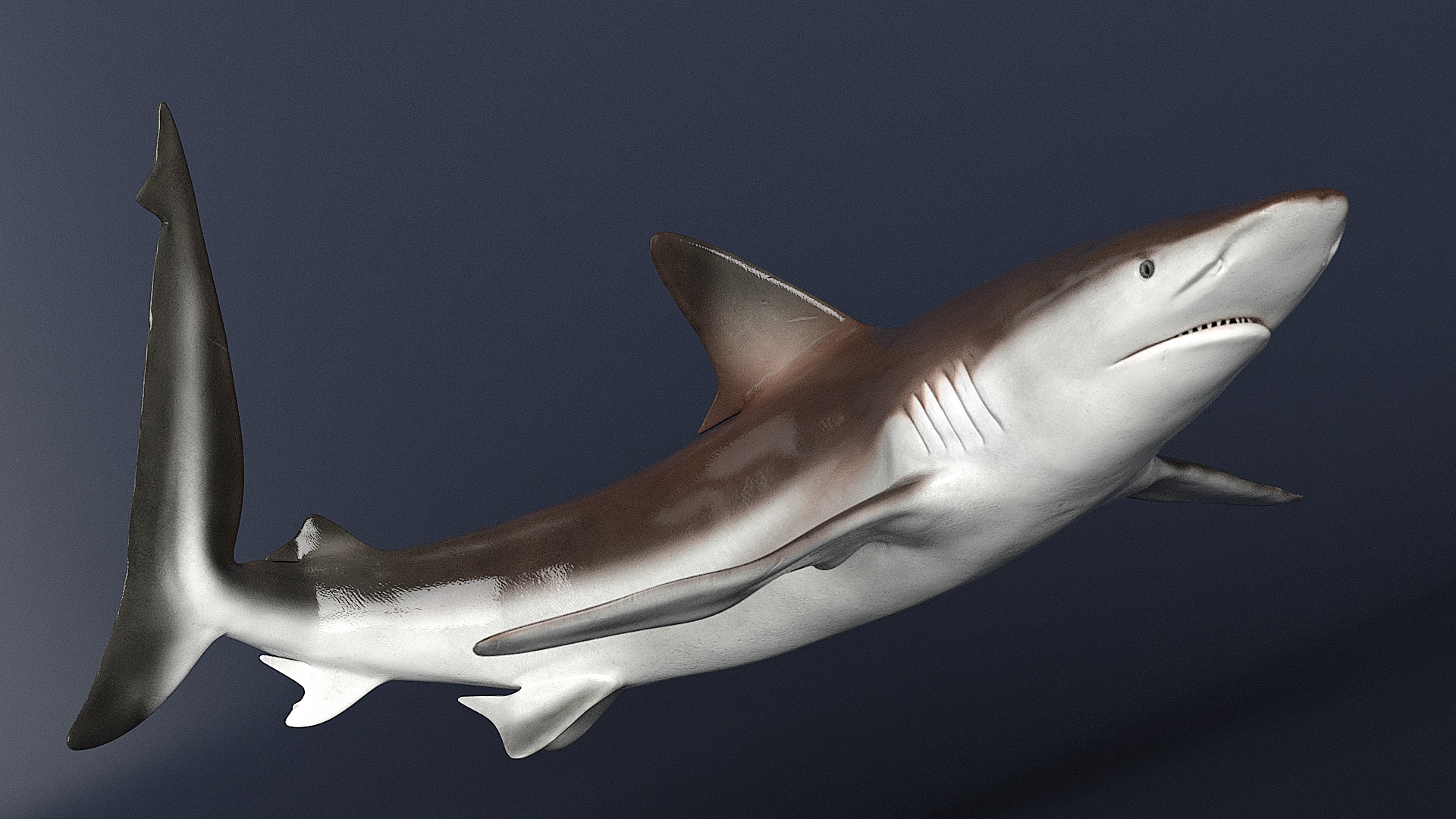 Realistic Whaler Shark Rigged 3D model