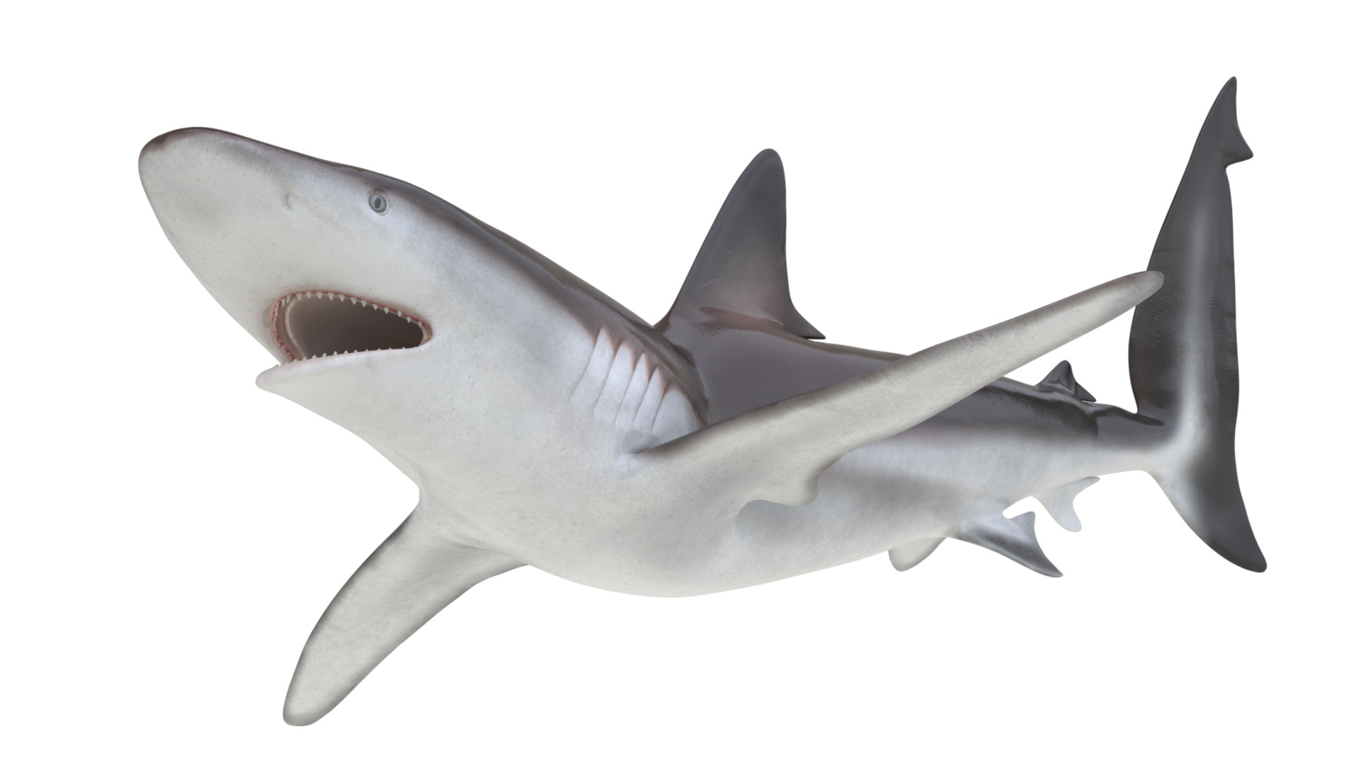 Realistic Whaler Shark Rigged 3D model