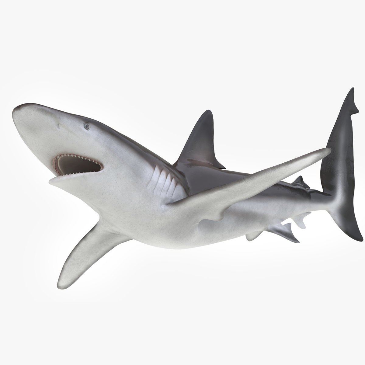 Realistic Whaler Shark Rigged 3D model