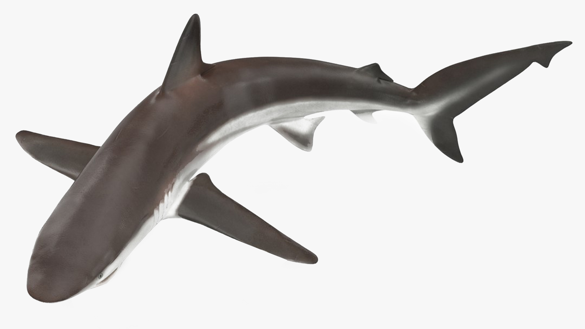 Realistic Whaler Shark Rigged 3D model