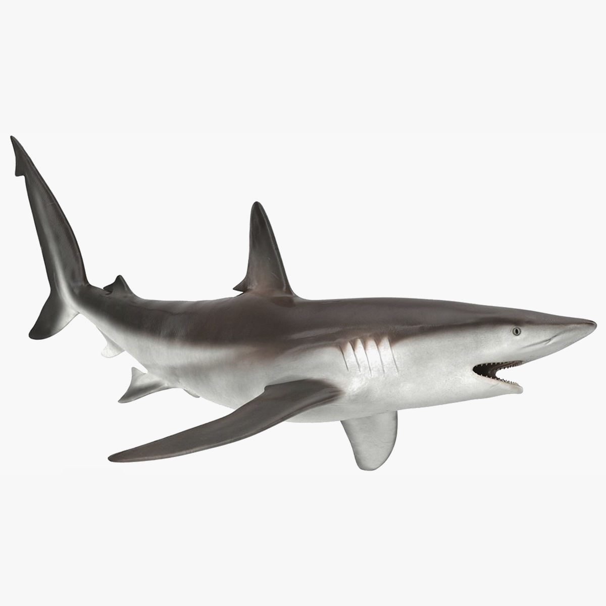 Realistic Whaler Shark Rigged 3D model