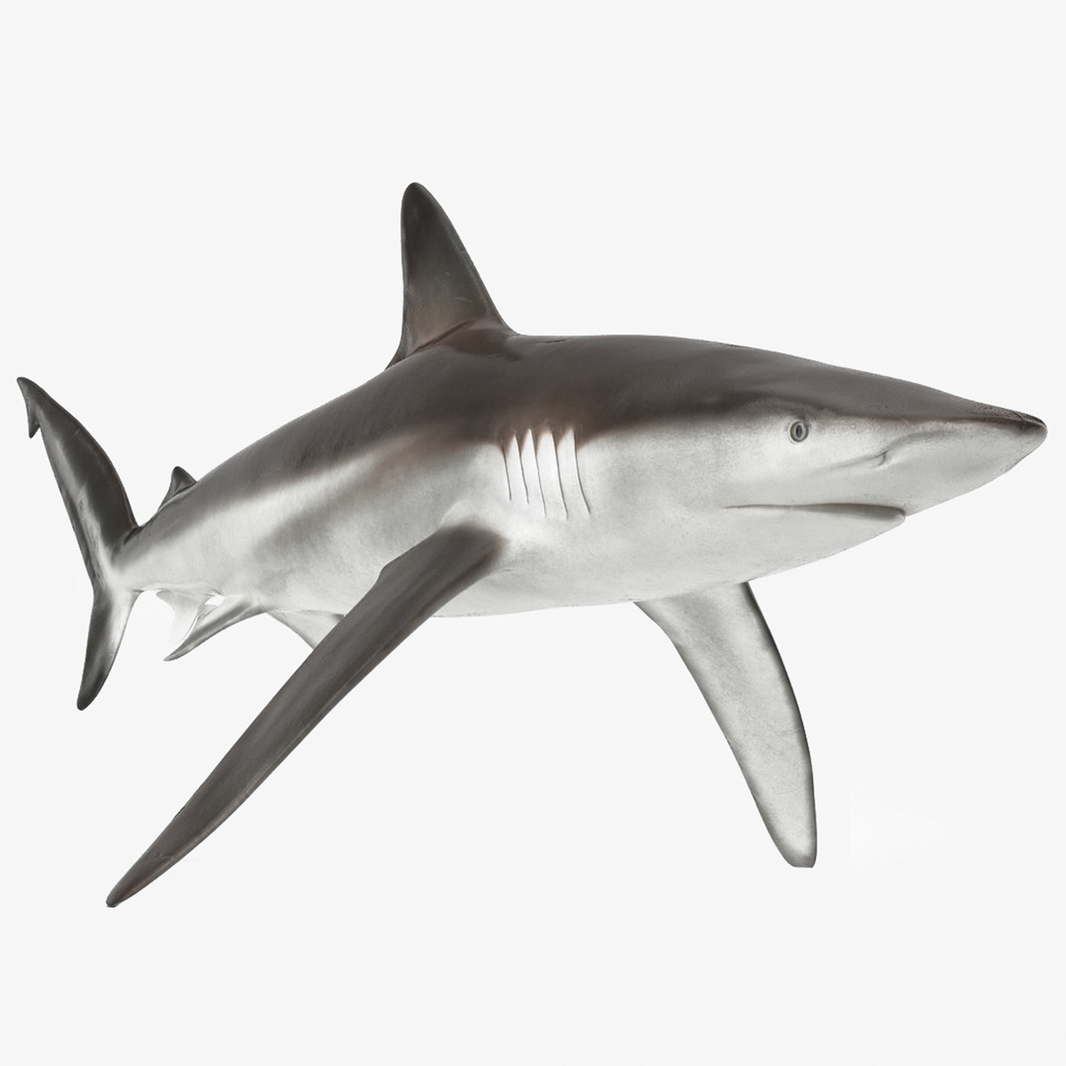 Realistic Whaler Shark Rigged 3D model