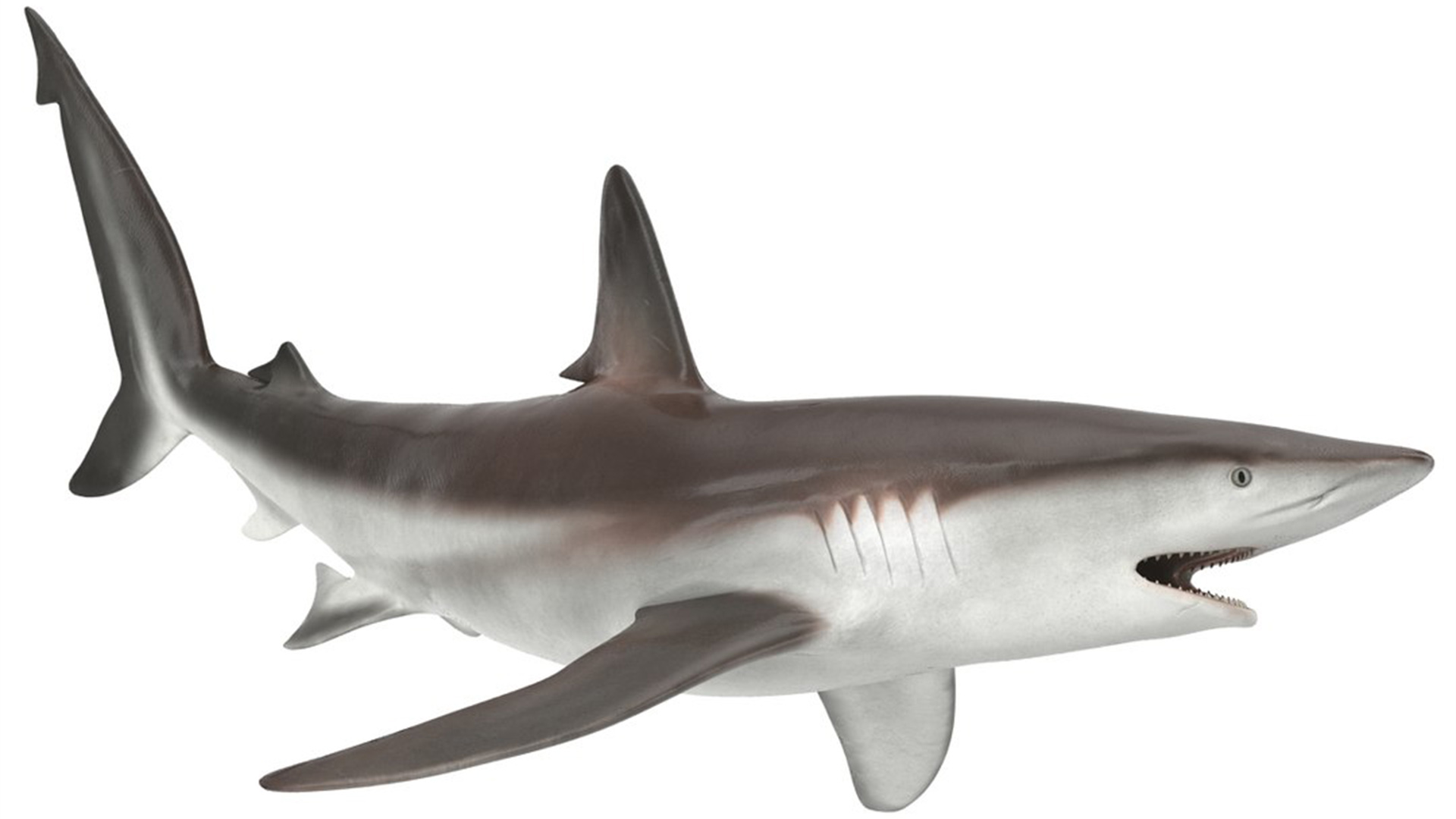 Realistic Whaler Shark Rigged 3D model