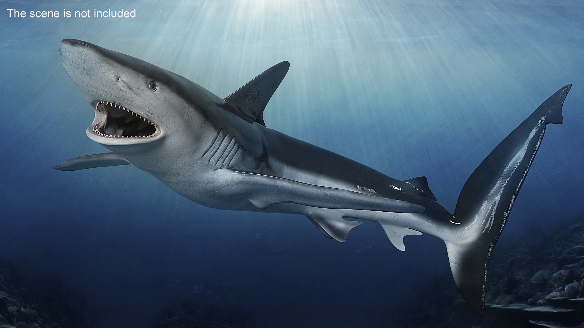 Realistic Whaler Shark Rigged 3D model