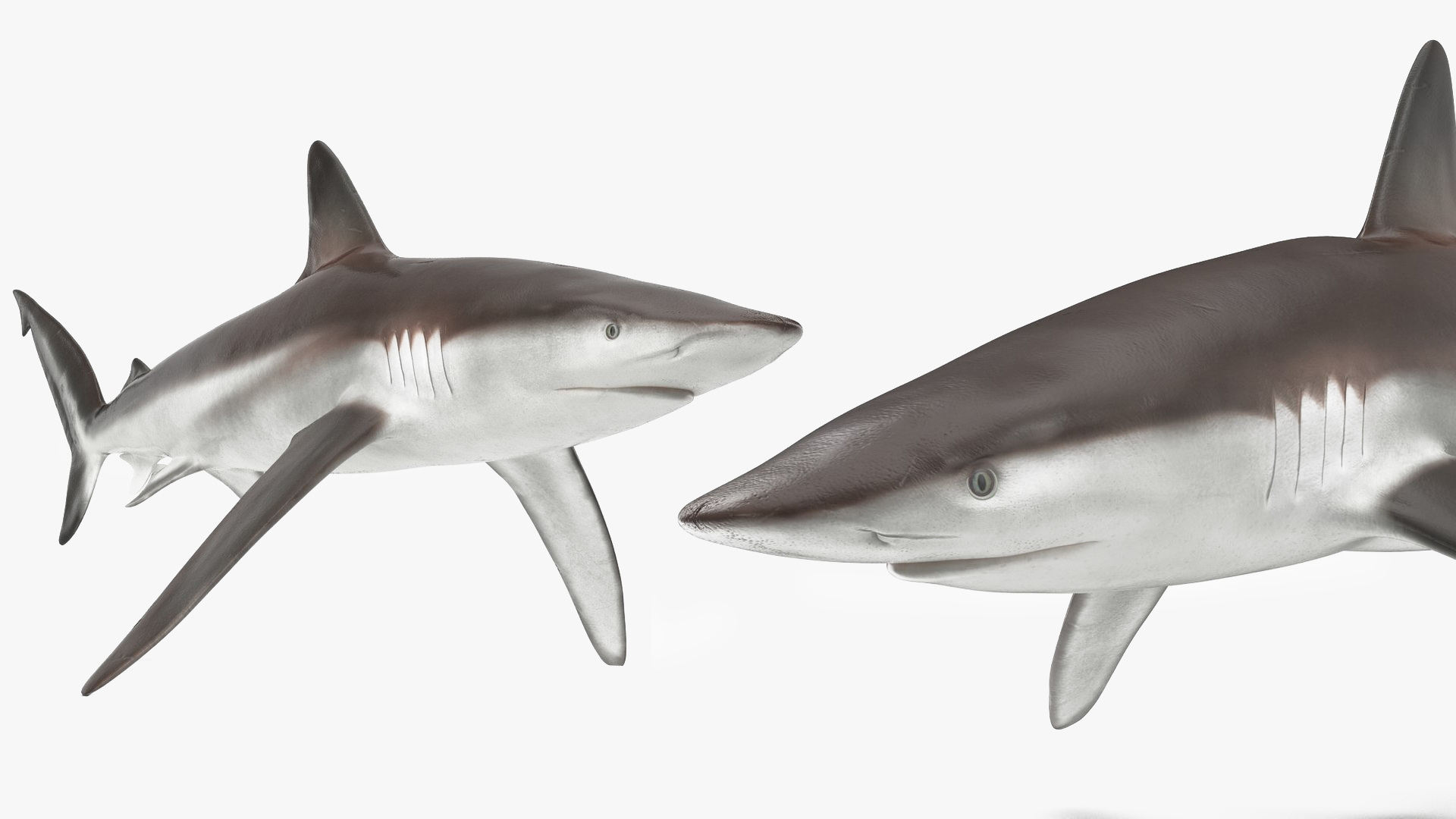 Realistic Whaler Shark Rigged 3D model